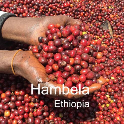 원두 에티오피아 함벨라 스페셜티 커피 500g
